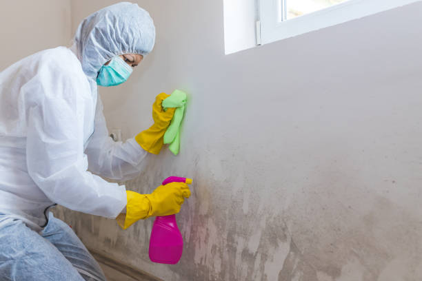 Best Real Estate Mold Inspection  in USA